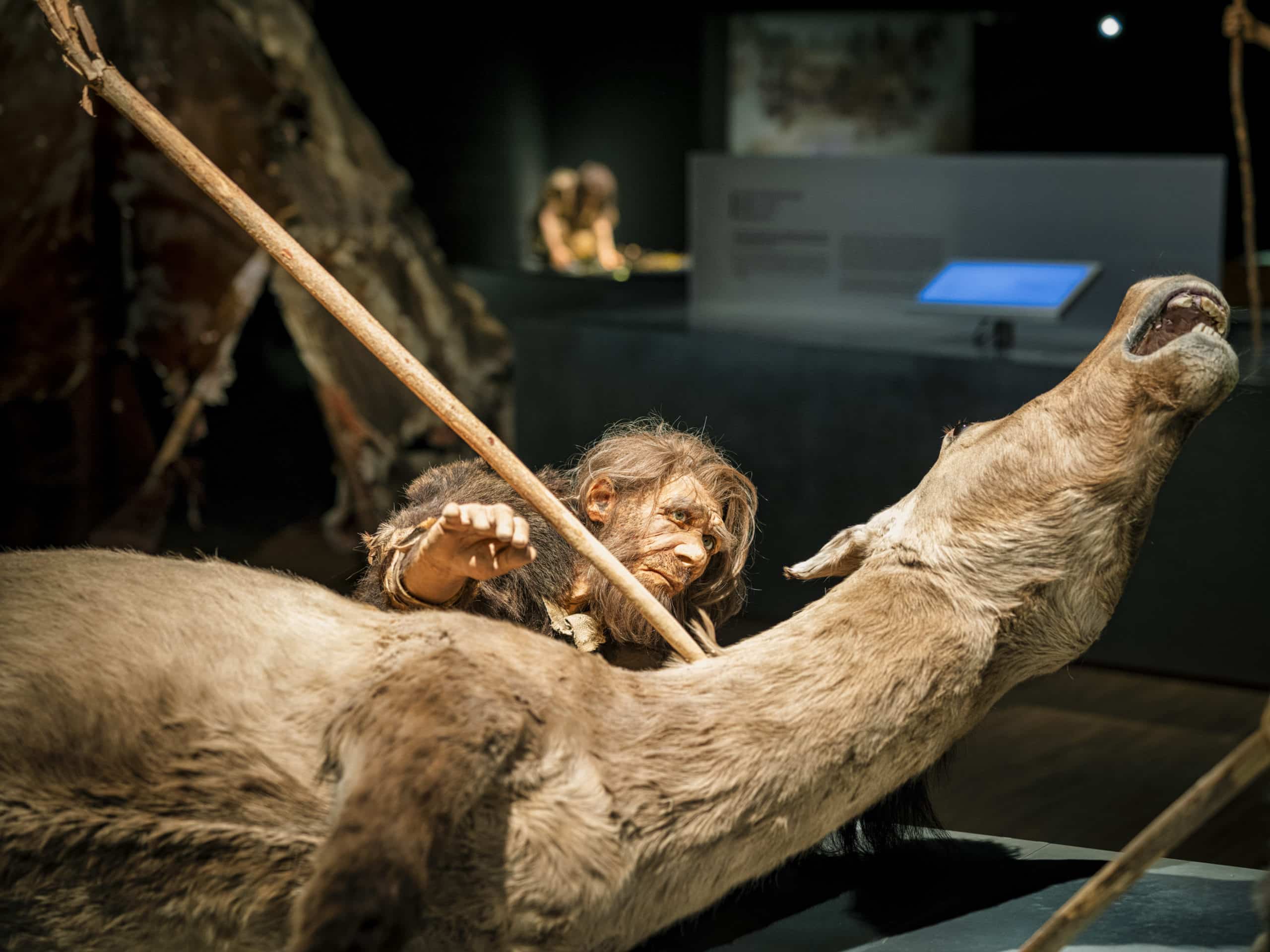 Pop van een neanderthaler in het Gallo-Romeins Musuem